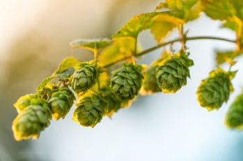 Hopfen