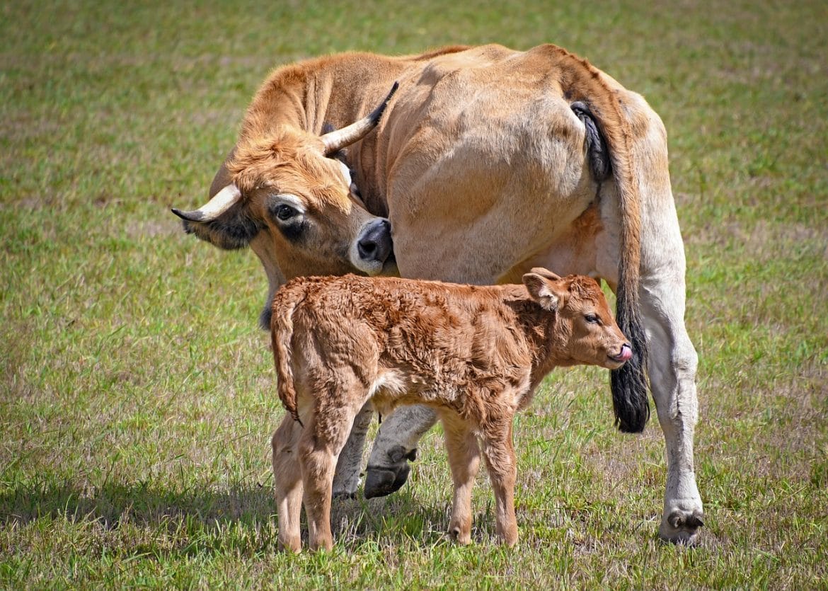 Aubrac Rind mit Kalb