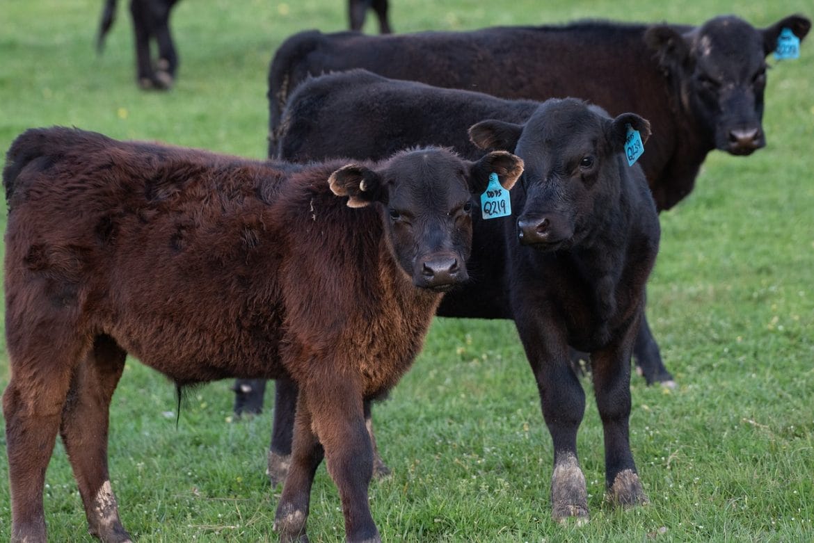 Black Angus Kälber