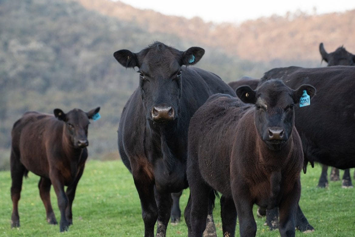 Black Angus Rind mit Jungtier