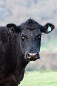Black Angus Rind von Nahem