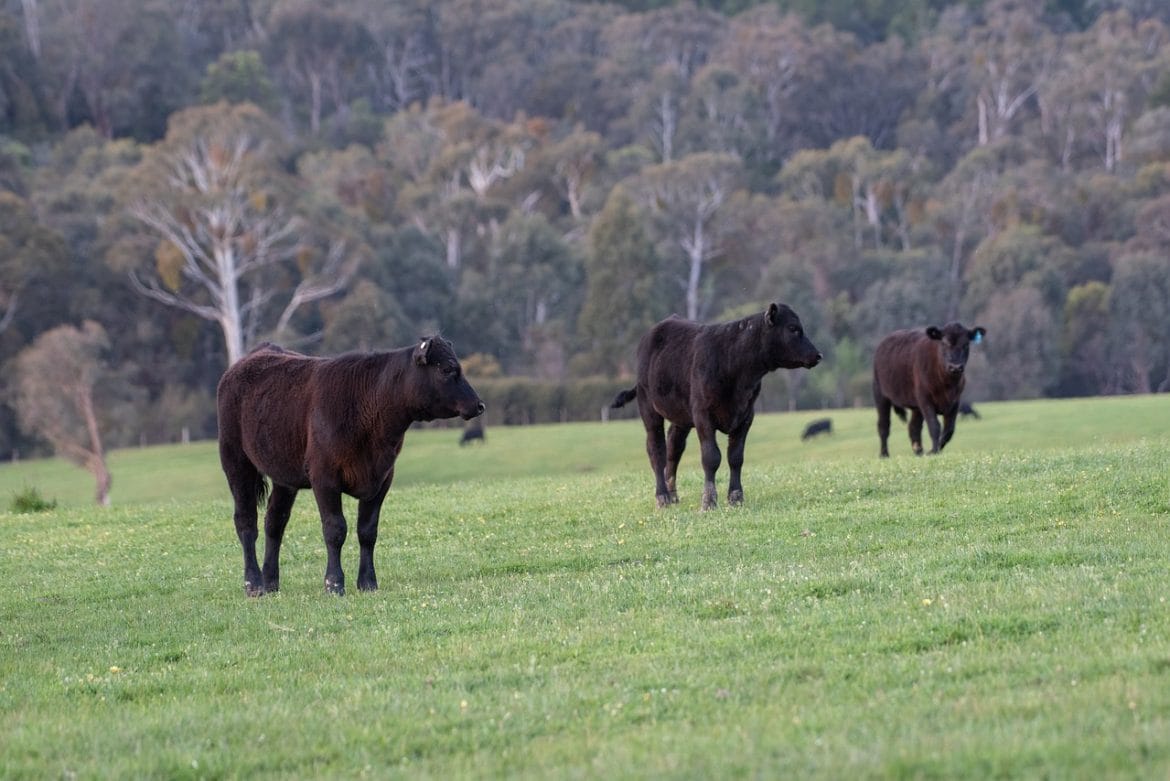 Black Angus Rinder