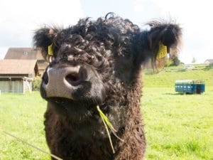 Galloway Rind mit welligem Deckhaar