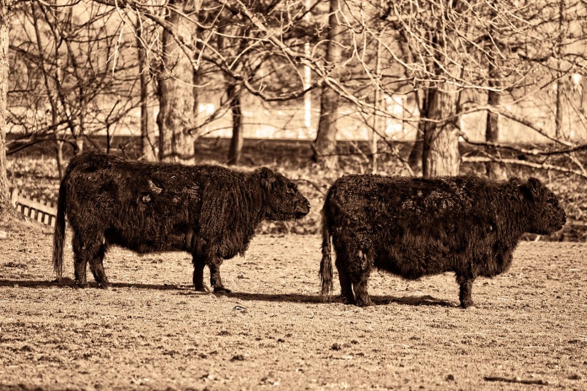 Galloway Rinder Herkunft