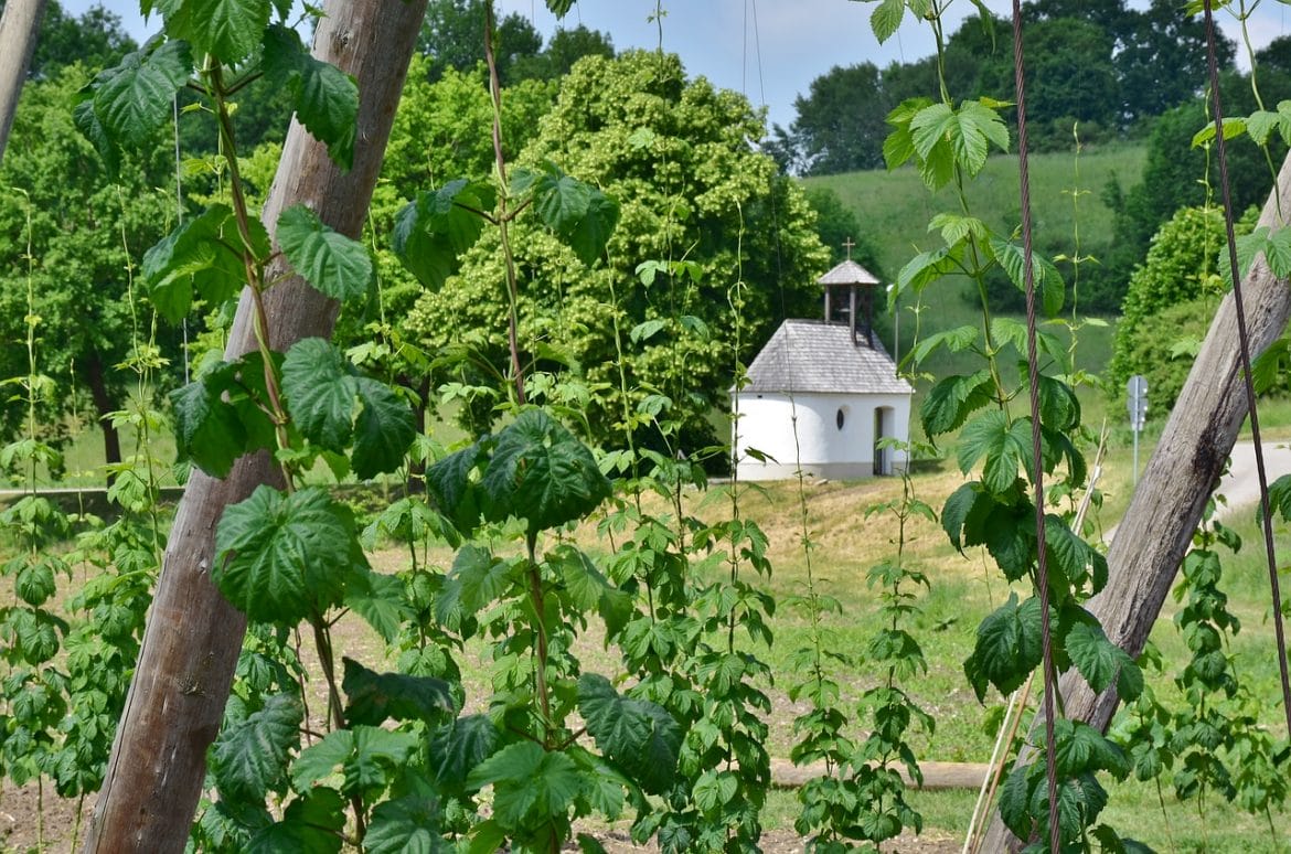 Hopfen Anbau