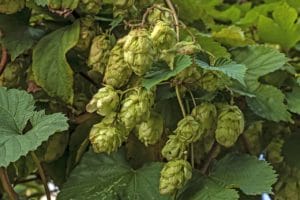 Hopfen Pflanze