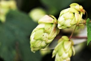 Hopfenblüte