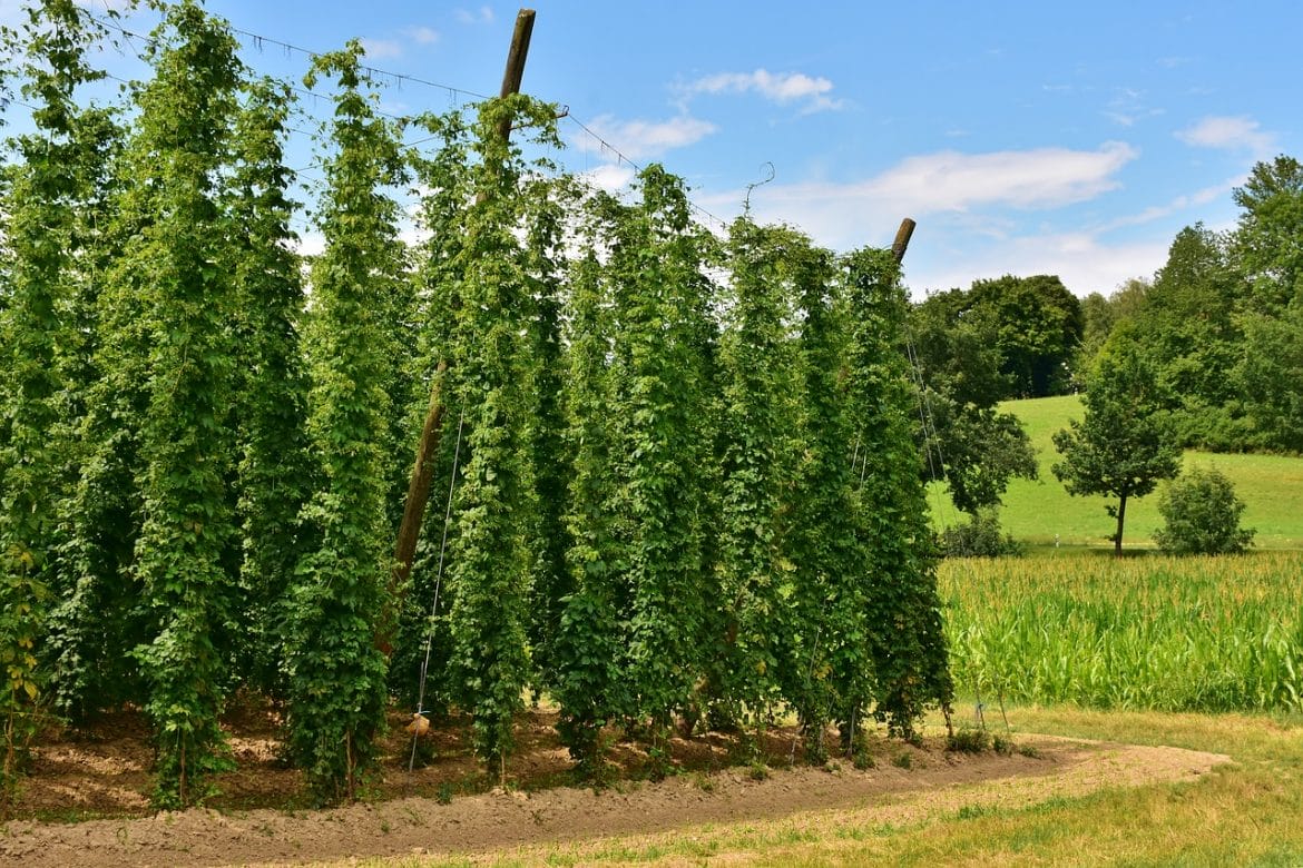 Hopfendolden