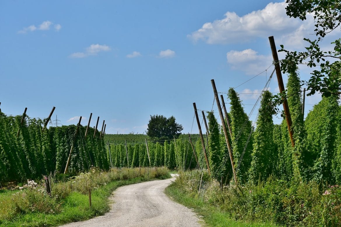 Hopfengarten