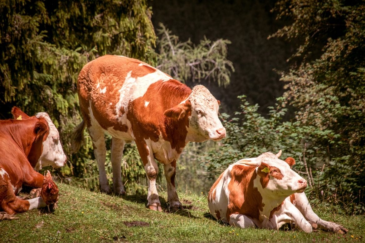 Simmentaler Kühe