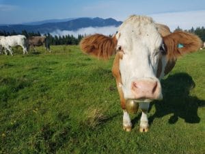 Simmentaler Rind von Nahem