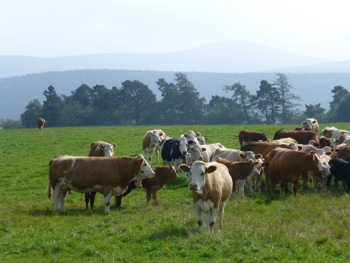 Simmentaler Rinder auf Weide