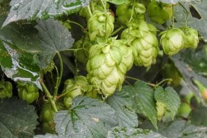 Wilder Hopfen