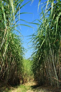 Zuckerrohrplantage