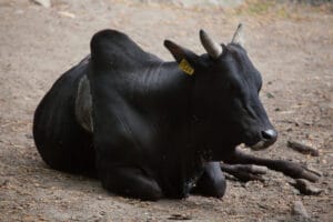 Zwergzebu Buckel