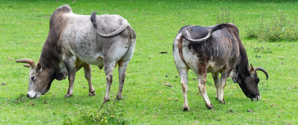 Zwergzebu Rinder auf Weide